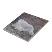 Carreau Carrelage en céramique de chèvre (Côté)