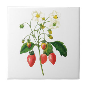 Carreau Carrelage en céramique de fraises botaniques