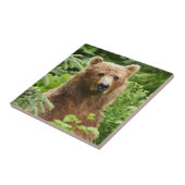 Carreau Carrelage en céramique de grizzli (Côté)