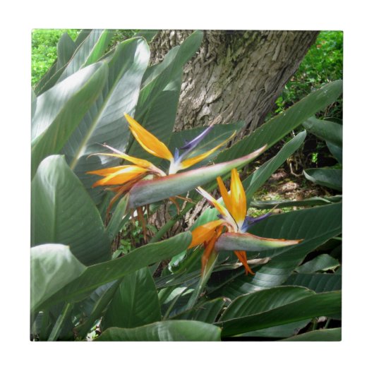 Carreau Carrelage en céramique du Paradis (Devant)