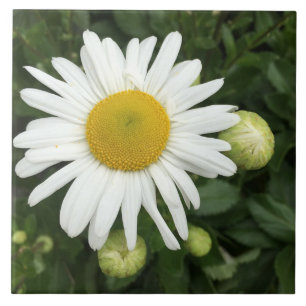 Carreau Carrelage en céramique Fleur Blanc