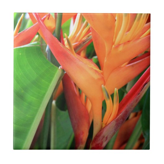 Carreau Carrelage en céramique hibiscus d'Hawaï (Devant)