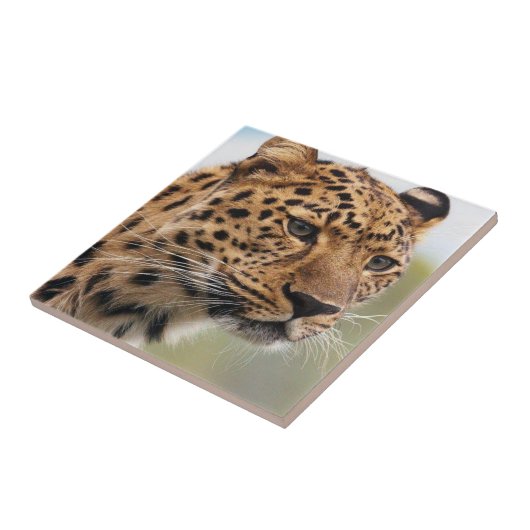 Carreau Carrelage en céramique Leopard (Côté)