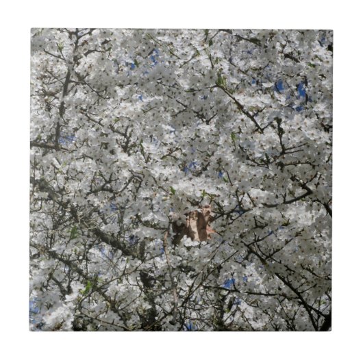 Carreau Carrelage en céramique Mirabelle Blossom (Devant)