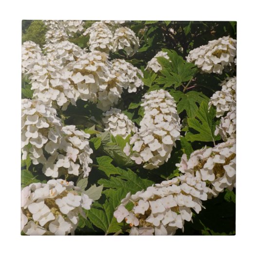 Carreau Carrelage en céramique Oakleaf Hydrangea (Devant)