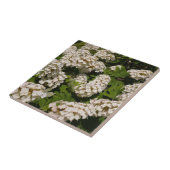 Carreau Carrelage en céramique Oakleaf Hydrangea (Côté)
