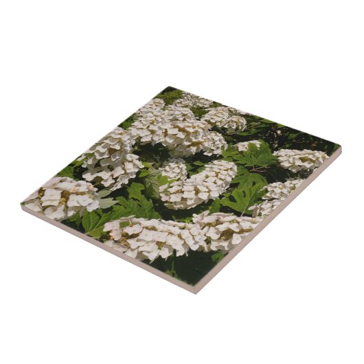 Carreau Carrelage en céramique Oakleaf Hydrangea (Côté)