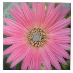 Carreau Carrelage en céramique rose Gerbera Daisy