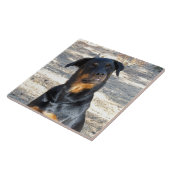 Carreau Carrelage en céramique Rottweiler intelligent (Côté)