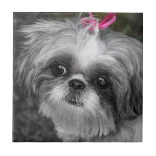 Carreau Carrelage en céramique Shih Tzu Girl