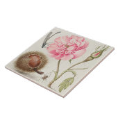 Carreau Carrelage en céramique vintage (Côté)