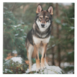 Carreau Carrelage en céramique Wolfdog