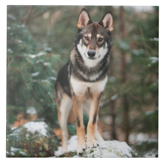 Carreau Carrelage en céramique Wolfdog (Devant)
