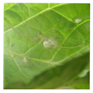 Carreau Carrelage Little Spider