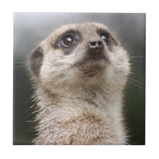 Carreau Carrelage Meerkat (Devant)