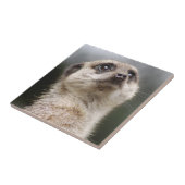 Carreau Carrelage Meerkat (Côté)