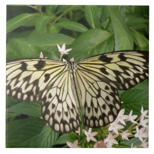 Carreau Carrelage Papier Papier Papillon