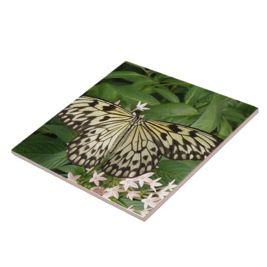 Carreau Carrelage Papier Papier Papillon (Côté)