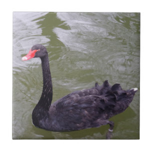 Carreau Carrelage photo en céramique Swan Small (4,25 po x