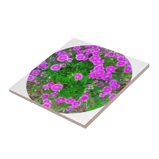 Carreau Carrelage rose Dianthus (Côté)