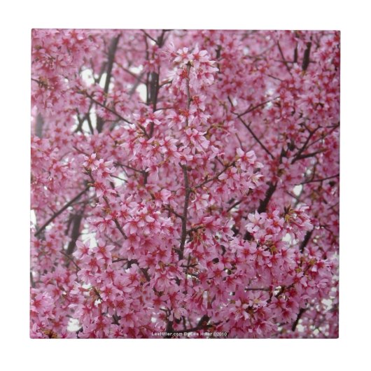Carreau Carrelage rose du mur de fleurs de cerisiers (Devant)