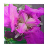 Carreau Carrelage rose Iris (Devant)