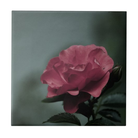 Carreau Carrelage Royal Blush (Devant)