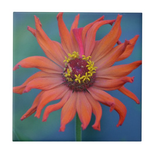 Carreau Carrelage Zippy Zinnia (Devant)