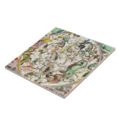 Carreau Carte de l'hémisphère sud, 'du Celestia (Côté)