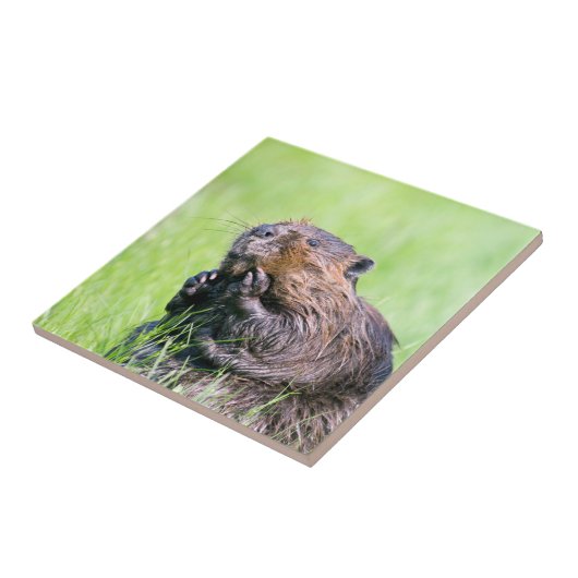 Carreau Castor mouillé (Côté)