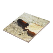 Carreau Caterpillar d'ours laineux (Côté)