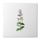 Carreau CATMINT, catnip, branche de la catnipe, herbe, pla (Devant)