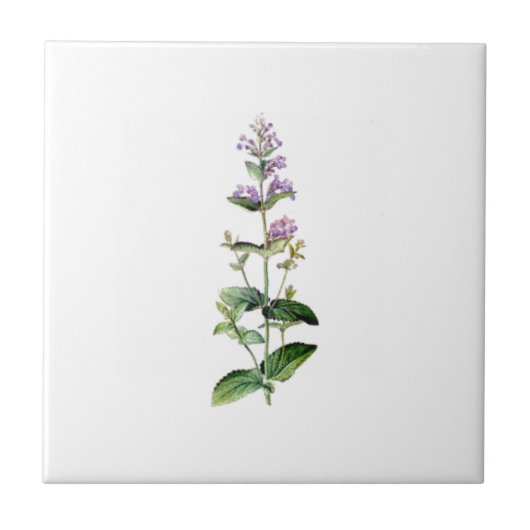 Carreau CATMINT, catnip, branche de la catnipe, herbe, pla (Devant)