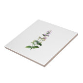Carreau CATMINT, catnip, branche de la catnipe, herbe, pla (Côté)