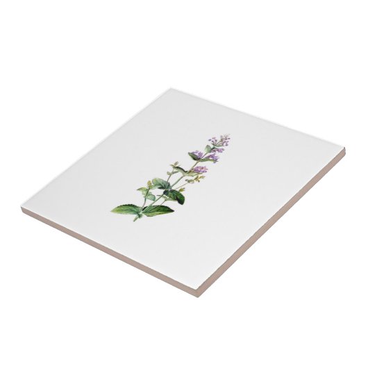 Carreau CATMINT, catnip, branche de la catnipe, herbe, pla (Côté)