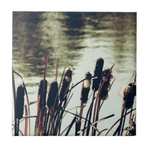 Carreau Cattails, Plantes d'étang