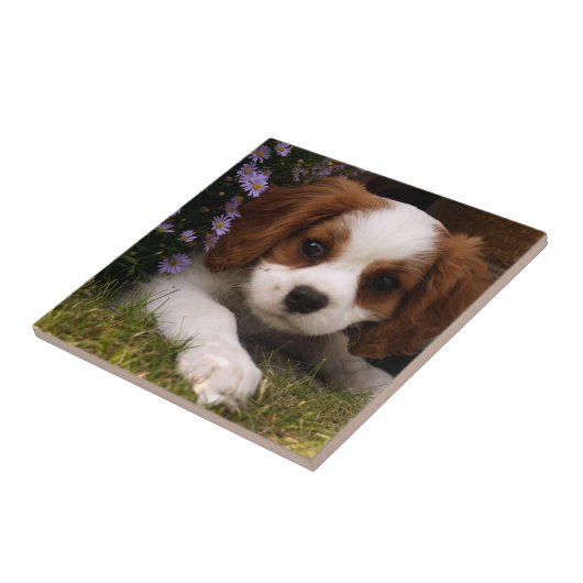 Carreau Cavalier King Charles Spaniel (Côté)