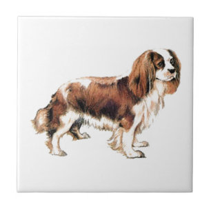Carreau Cavalier King Charles Spaniel