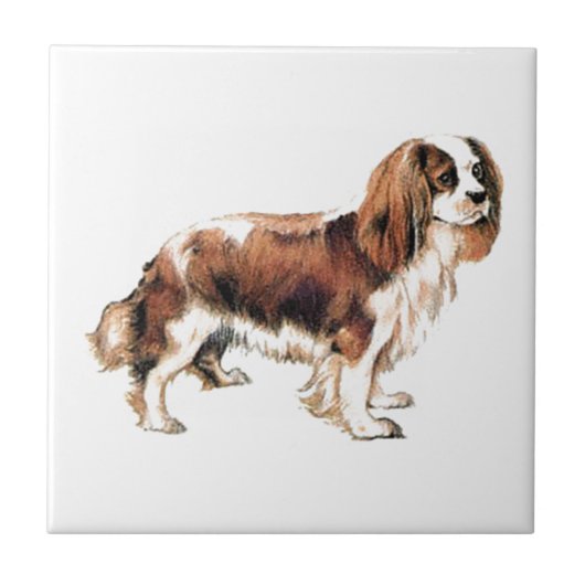 Carreau Cavalier King Charles Spaniel (Devant)