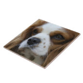 Carreau Cavalier Roi Charles Spaniel 2 Pet Love, KEEPSAKE (Côté)