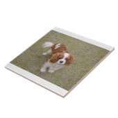 Carreau Cavalier roi-charles-spaniel plein (Côté)