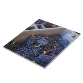 Carreau Cave Bodega Marques de Riscal, raisins (Côté)