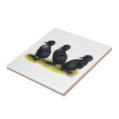 Carreau Cayuga noir de canetons (Côté)