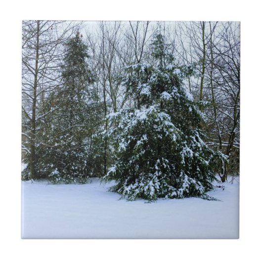 Carreau Cèdres neigeux (Devant)