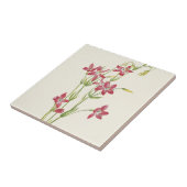 Carreau Centaurium rose par Mary Vaux Walcott (Côté)