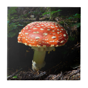 Carreau Central Cascades, État de Washington