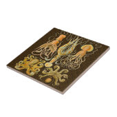 Carreau Cephalopod poulpe calmar Nature marine (Côté)