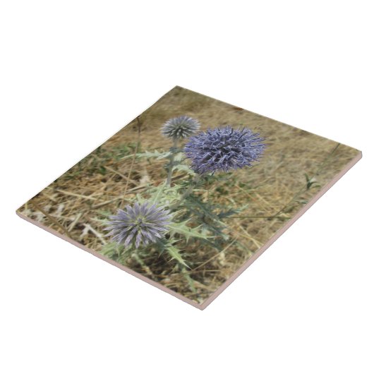 Carreau céramique chardon fleur bleue (Côté)
