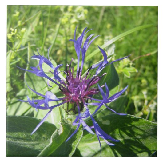 Carreau Céramique décoration murale, Fleur bleue. (Devant)