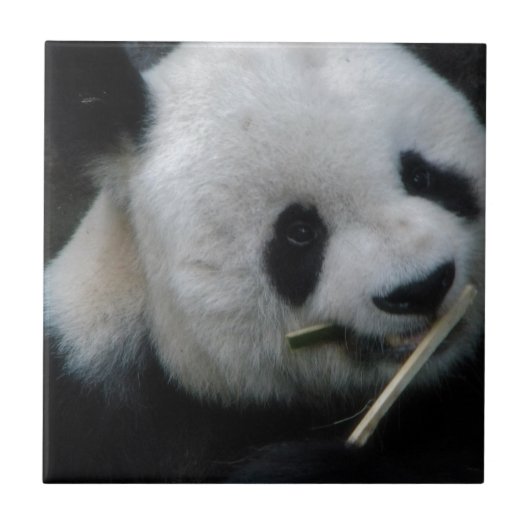 Carreau Céramique Panda Mignon Bamboo (Devant)